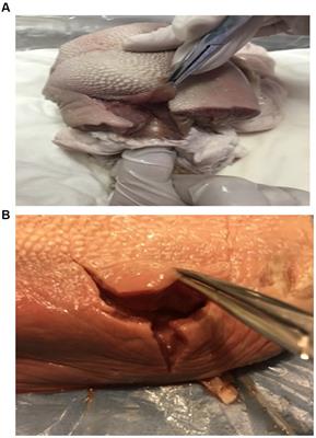 Effect of simulation-based training workshop on obstetric emergency team collaboration and communication: a mixed study